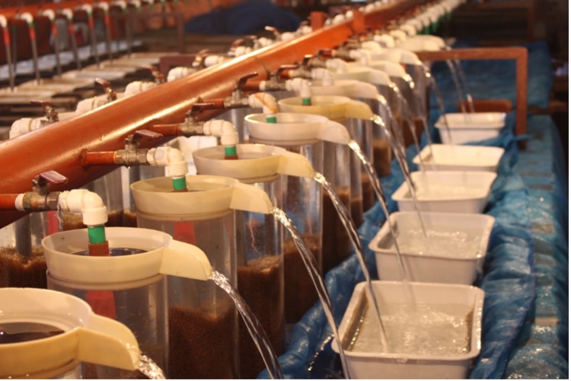 Impacts of COVID19 Pandemic on the Aquaculture Value Chains in